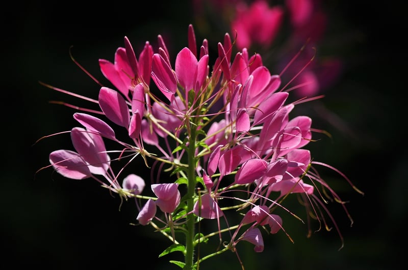 Petals in Focus