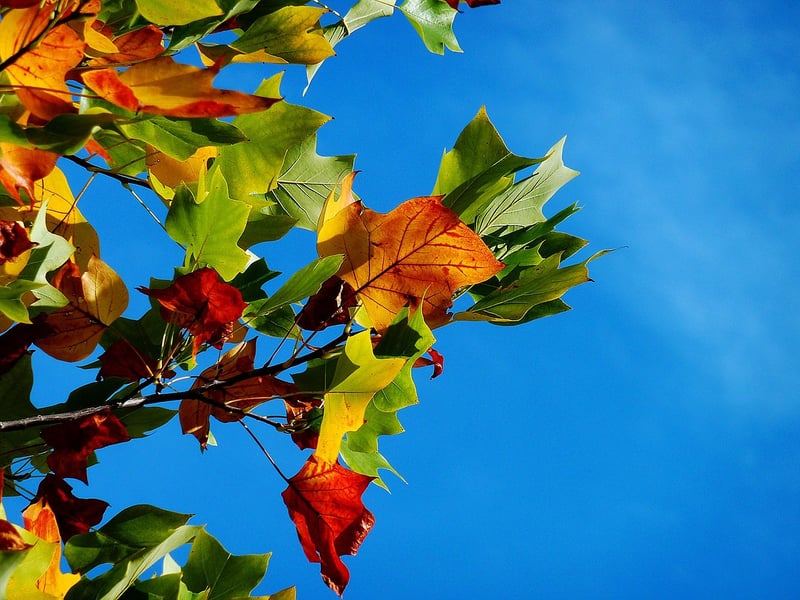 Botanical artwork inspired by autumn leaves