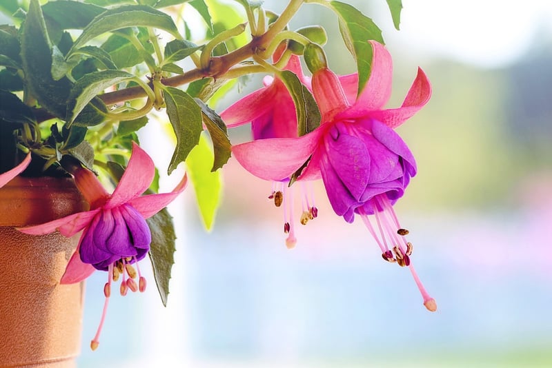 Fuchsia Flower Illustration