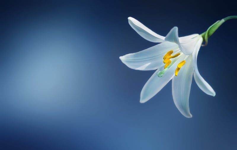 Lily Petals