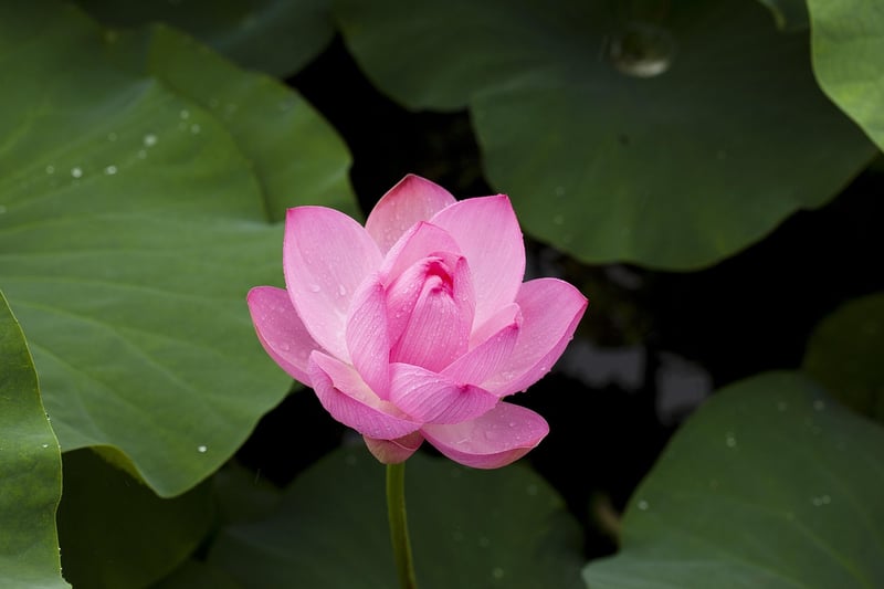 Lotus Flower Illustration