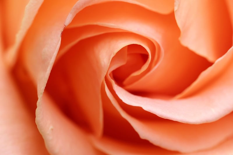 Rose Petals