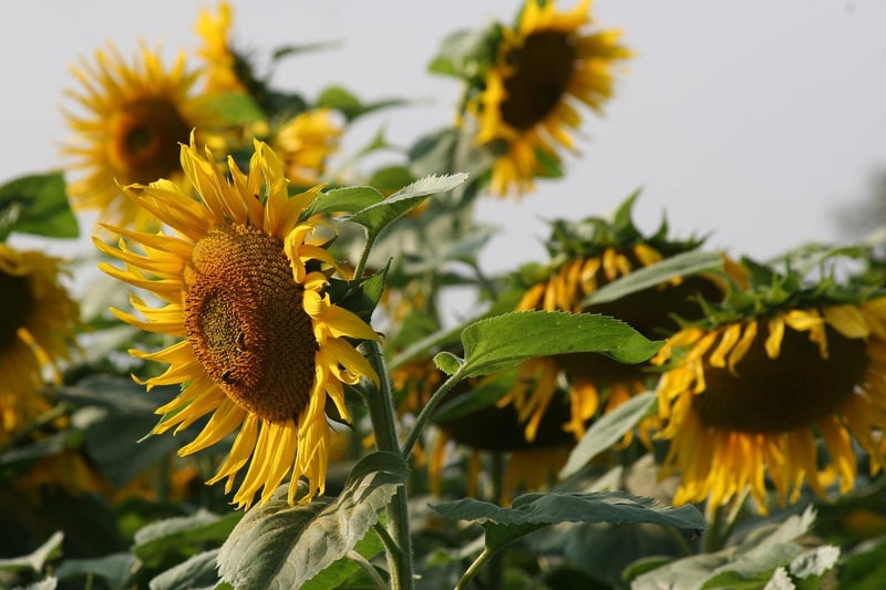 Sunflower Petals